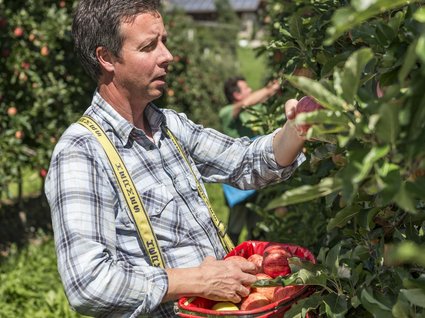 Appartamento a Naz-Sciaves Uomo raccoglie mele in un frutteto durante la raccolta